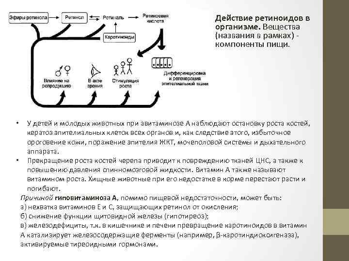 Действие ретиноидов в организме. Вещества (названия в рамках) - компоненты пищи. У детей и