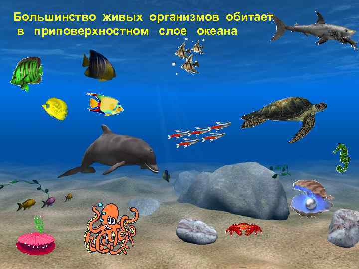 Большинство живых организмов обитает в приповерхностном слое океана 