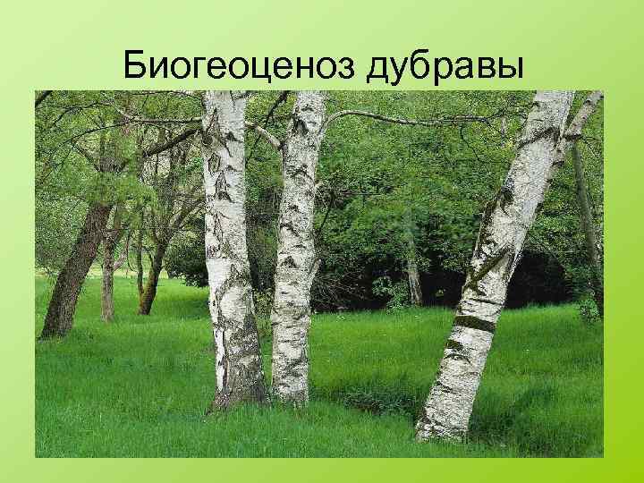 Биогеоценоз дубравы 