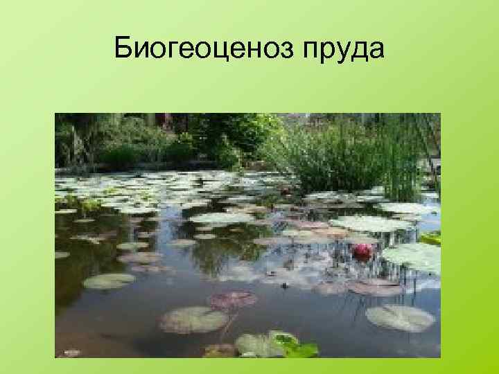 Биогеоценоз пруда 