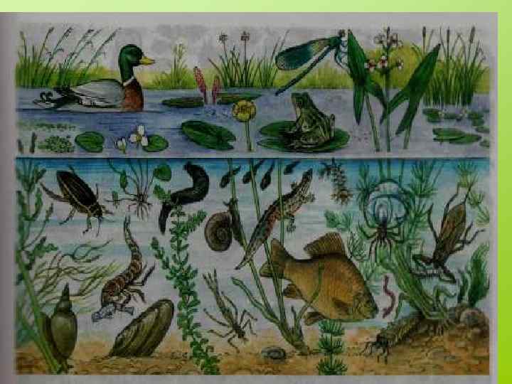 Биоценоз пруда 