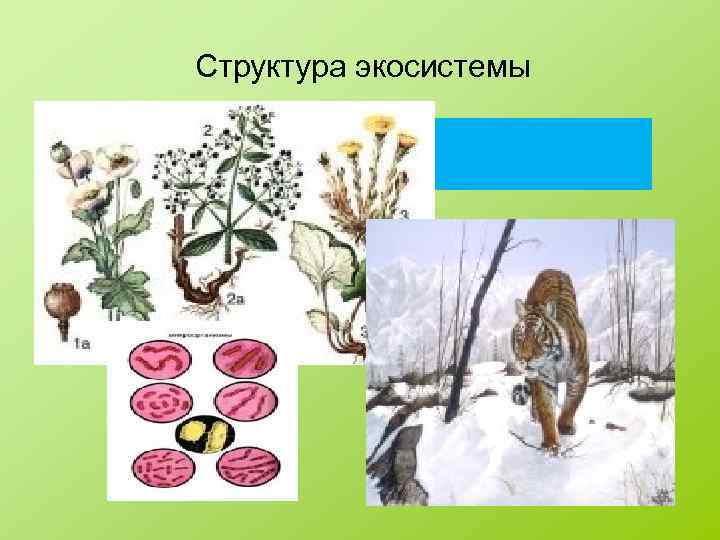 Структура экосистемы Продуценты Консументы Редуценты 