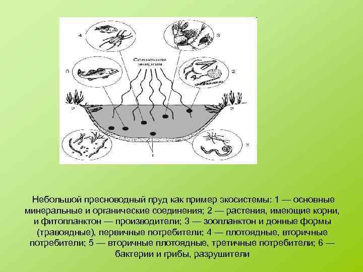 Небольшой пресноводный пруд как пример экосистемы: 1 — основные минеральные и органические соединения; 2