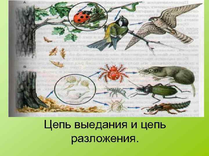 Цепь выедания и цепь разложения. 