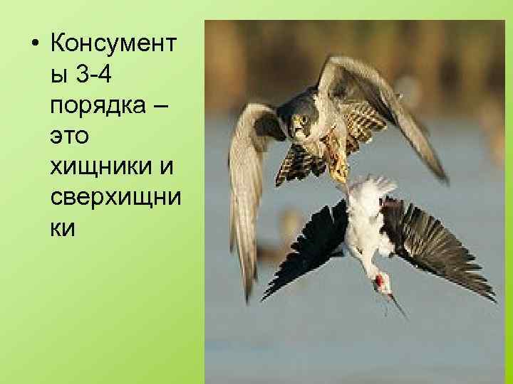  • Консумент ы 3 -4 порядка – это хищники и сверхищни ки 