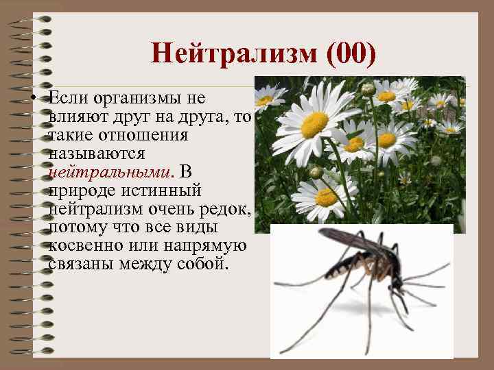 Нейтрализм (00) • Если организмы не влияют друг на друга, то такие отношения называются