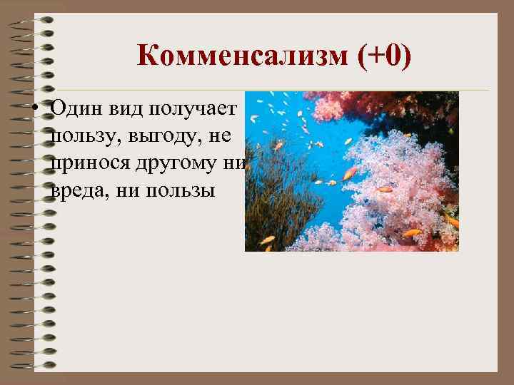 Комменсализм (+0) • Один вид получает пользу, выгоду, не принося другому ни вреда, ни
