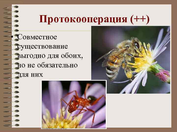 Протокооперация (++) • Совместное существование выгодно для обоих, но не обязательно для них 