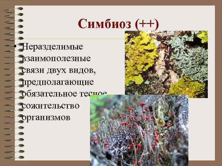 Симбиоз (++) • Неразделимые взаимополезные связи двух видов, предполагающие обязательное тесное сожительство организмов 