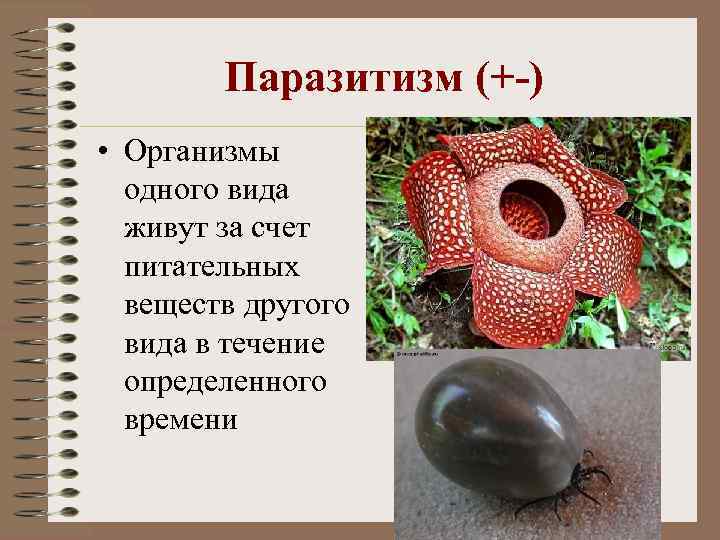 Паразитизм (+-) • Организмы одного вида живут за счет питательных веществ другого вида в