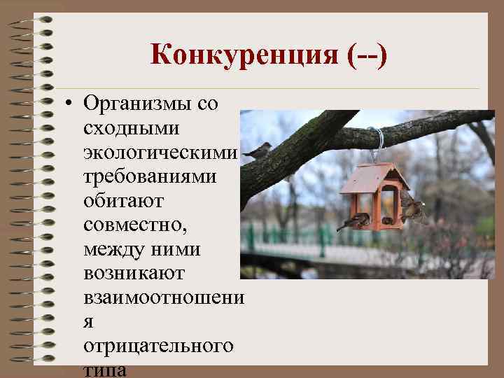 Конкуренция (--) • Организмы со сходными экологическими требованиями обитают совместно, между ними возникают взаимоотношени