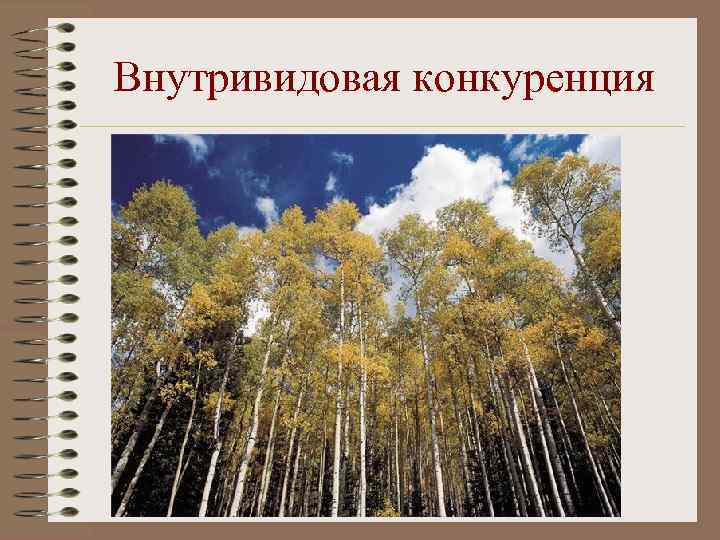 Внутривидовая конкуренция 