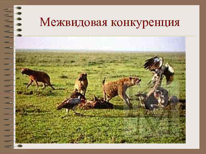 Межвидовая конкуренция 