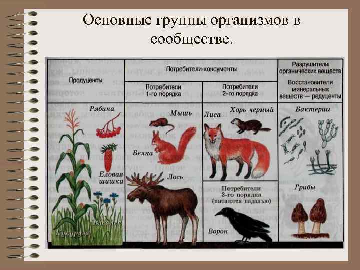 Основные группы организмов в сообществе. 