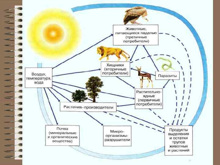 Составление схем цепей питания 5 класс. Пищевая цепочка в природе круговорот. Схема пищевой сети. Пищевая сеть из 3 пищевых цепей. Пищевые цепи и сети трофические уровни.