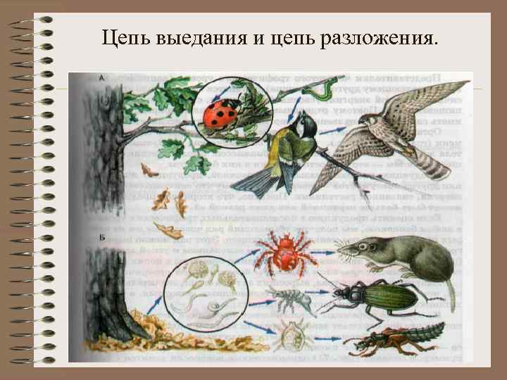 Цепь выедания и цепь разложения. 