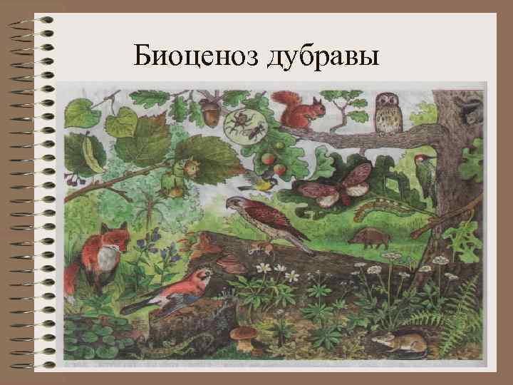 Биоценоз дубравы 