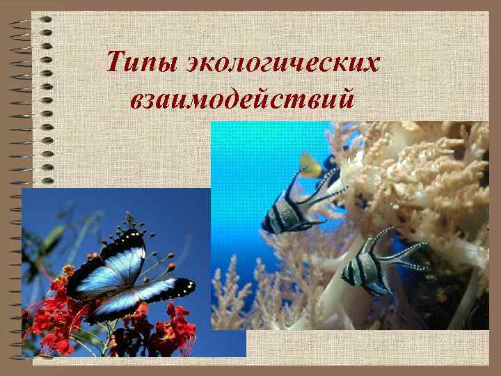 Типы экологических взаимодействий 