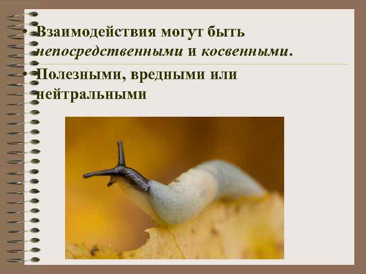  • Взаимодействия могут быть непосредственными и косвенными. • Полезными, вредными или нейтральными 