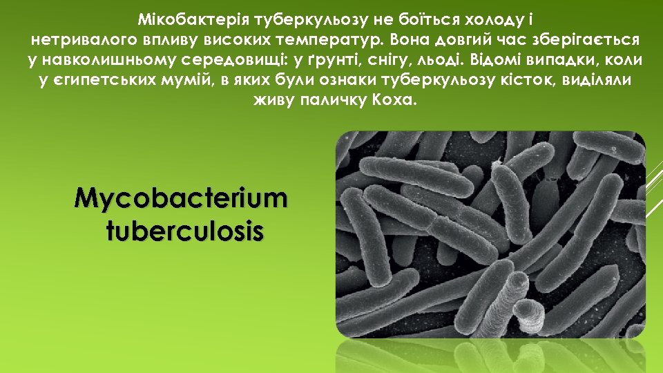 Мікобактерія туберкульозу не боїться холоду і нетривалого впливу високих температур. Вона довгий час зберігається