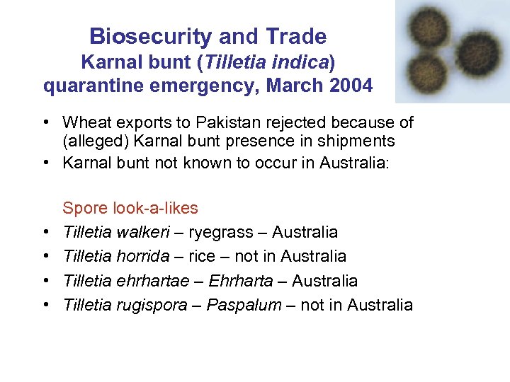 Biosecurity and Trade Karnal bunt (Tilletia indica) quarantine emergency, March 2004 • Wheat exports