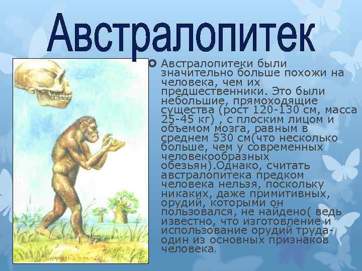  Австралопитеки были значительно больше похожи на человека, чем их предшественники. Это были небольшие,
