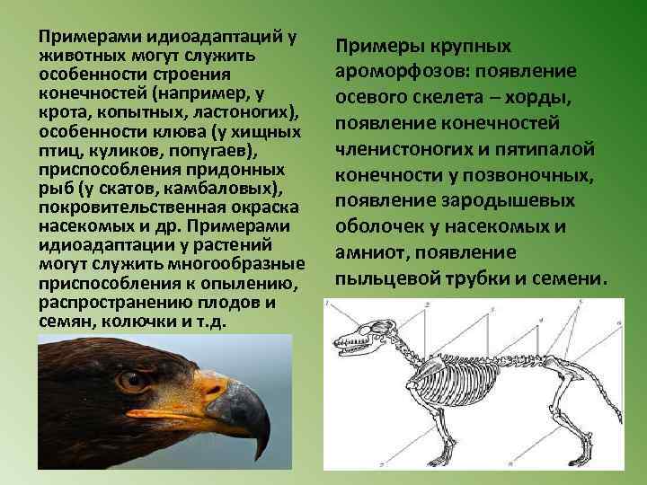 Эволюционные изменения птиц. Идиоадаптация примеры у животных. Идиоадаптации млекопитающих. Идиоадаптация птиц. Конечности птиц идиоадаптация.