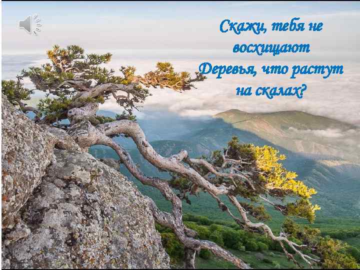 Скажи, тебя не восхищают Деревья, что растут на скалах? 