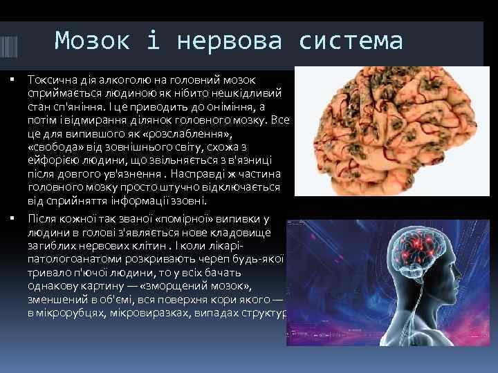 Мозок і нервова система Токсична дія алкоголю на головний мозок сприймається людиною як нібито