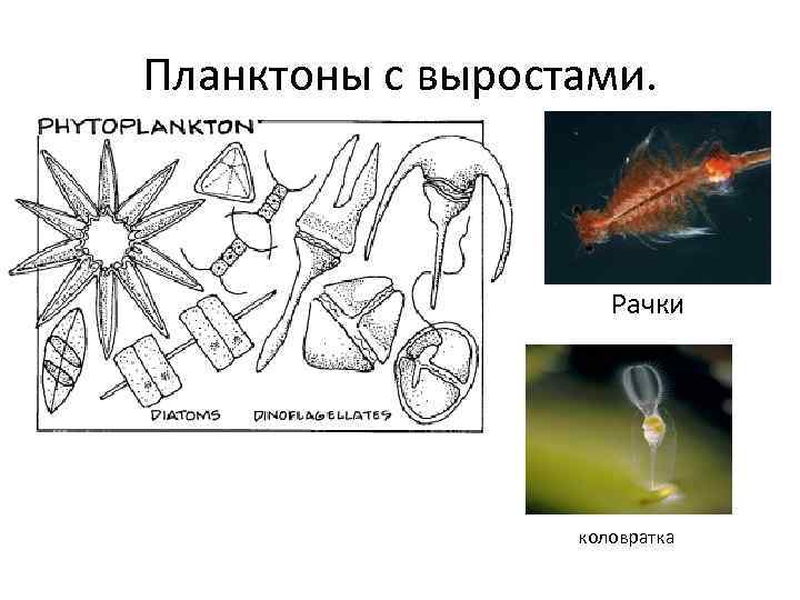 Планктоны с выростами. Рачки коловратка 