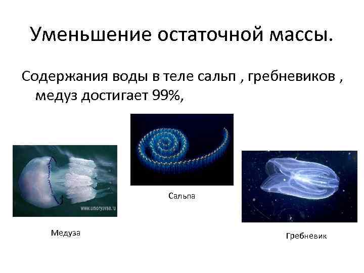 Уменьшение остаточной массы. Содержания воды в теле сальп , гребневиков , медуз достигает 99%,