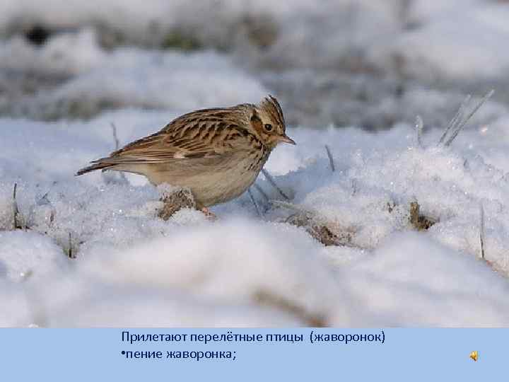 Прилетают перелётные птицы (жаворонок) • пение жаворонка; 