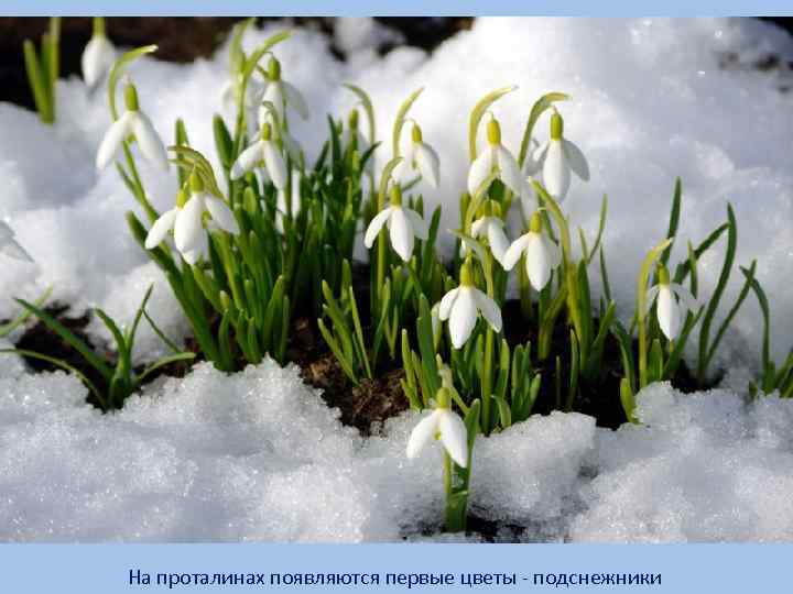 На проталинах появляются первые цветы - подснежники 