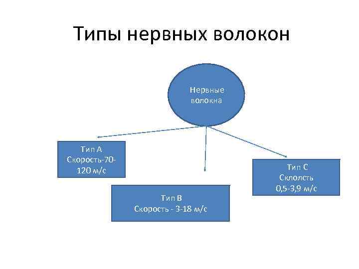  Типы нервных волокон Нервные волокна Тип А Скорость-70120 м/с Тип В Скорость -