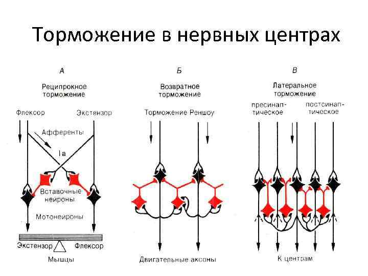  Торможение в нервных центрах 