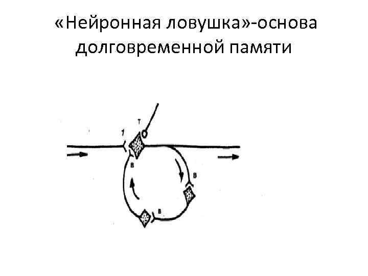  «Нейронная ловушка» -основа долговременной памяти 