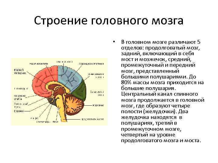 Передний мозг представлен