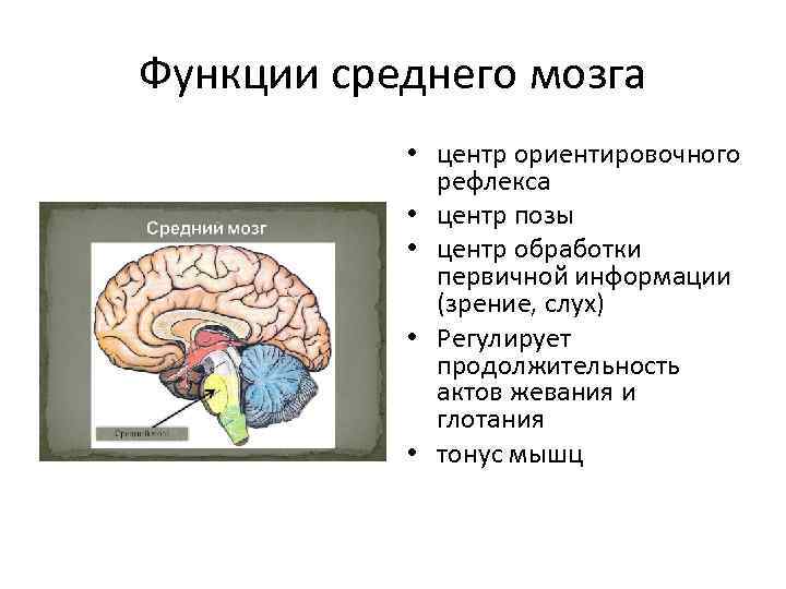 Центры рефлексов переднего мозга