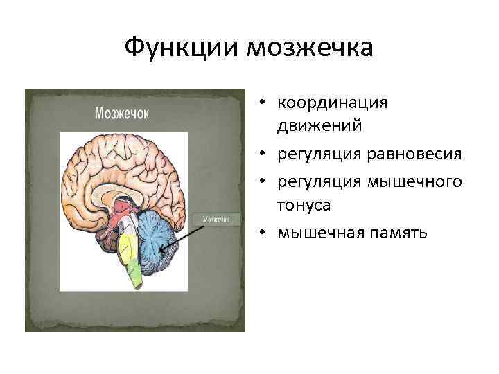 Функции мозжечка презентация