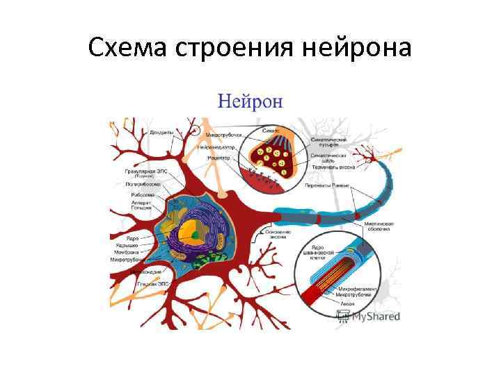 Схема строения нейрона 