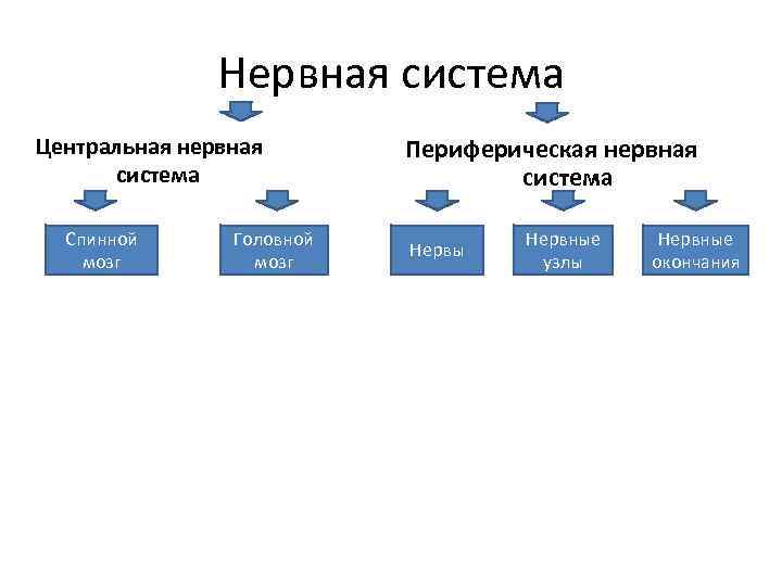 Нервная система Центральная нервная система Спинной мозг Головной мозг Периферическая нервная система Нервы Нервные