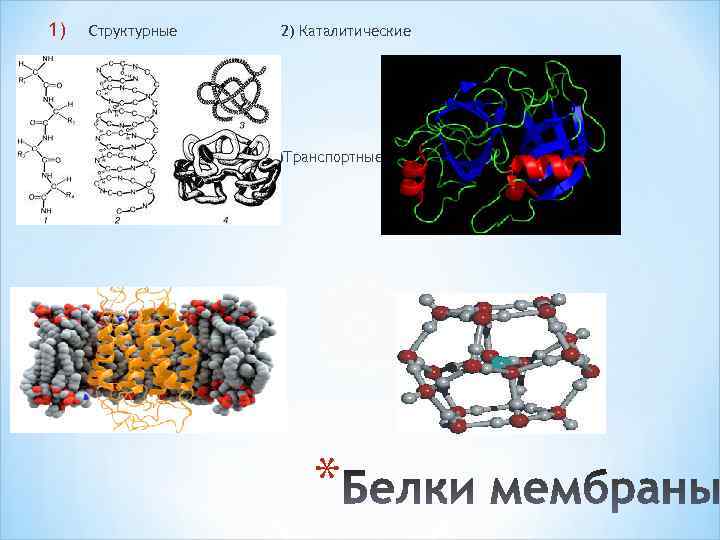 1) Структурные 3)Рецепторные 2) Каталитические 4)Транспортные * 