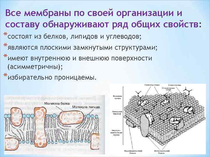 Все мембраны по своей организации и составу обнаруживают ряд общих свойств: *состоят из белков,