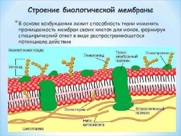 * В основе возбуждения лежит способность ткани изменять проницаемость мембран своих клеток для ионов,