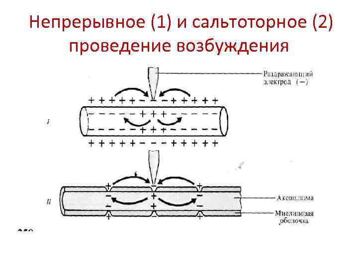  Непрерывное (1) и сальтоторное (2) проведение возбуждения 