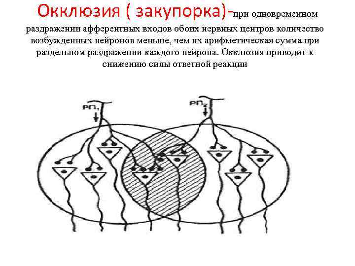 Окклюзия окружения. Явление окклюзии физиология. Окклюзия физиология ЦНС. Окклюзия и облегчение физиология. Окклюзия физиология ЦНС возбуждение.