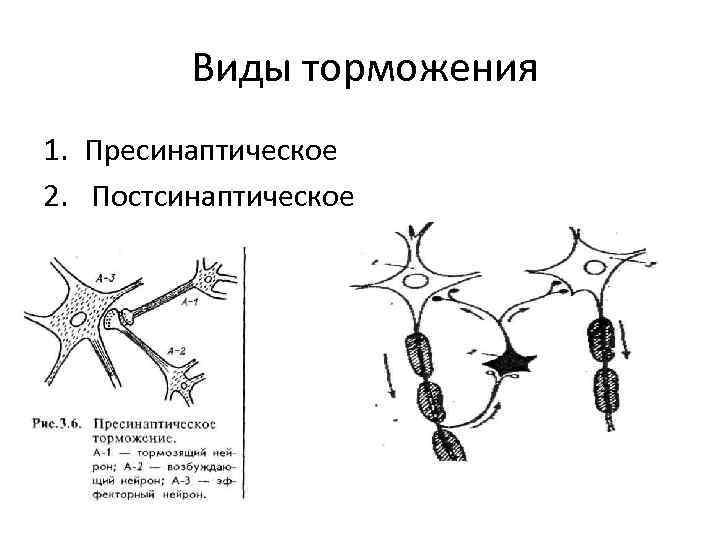  Виды торможения 1. Пресинаптическое 2. Постсинаптическое 