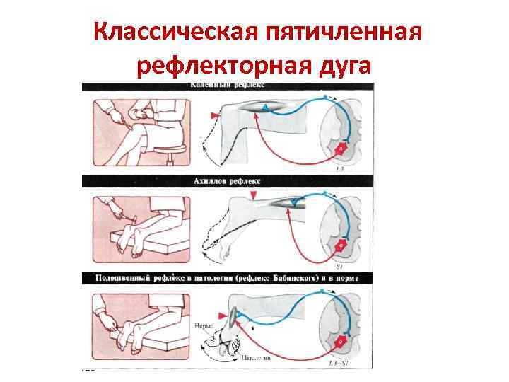 Классическая пятичленная рефлекторная дуга 