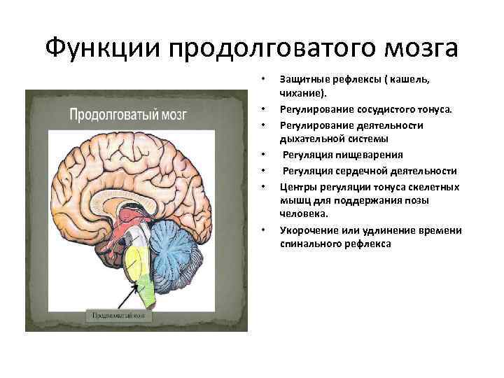 Продолговатый мозг функции