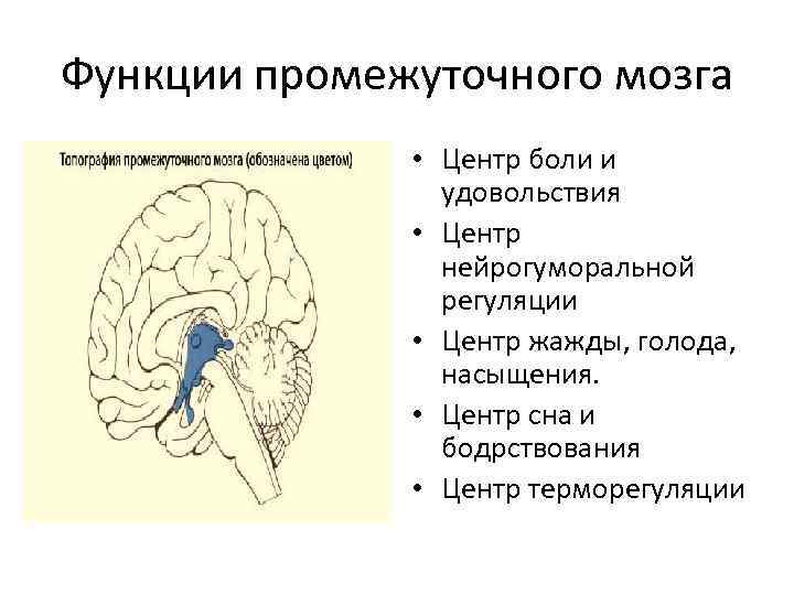 Функции промежуточного мозга регуляция. Строение промежуточного мозга таблица.